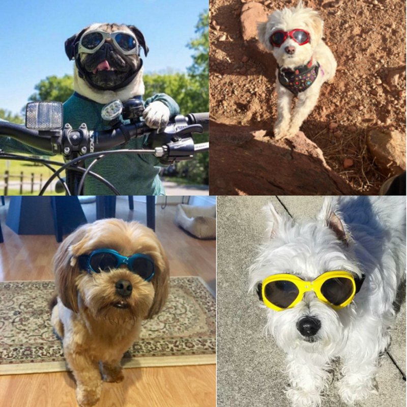 Hond zonnebril